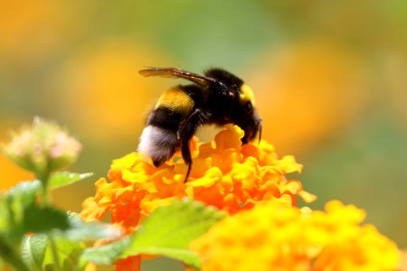 Honey Bee Bumblebee Bee Insect