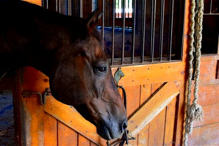 Horse Fauna Horse Like Mammal Stable