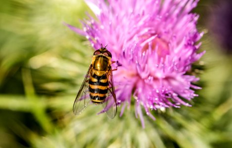 Honey Bee Bee Thistle Insect