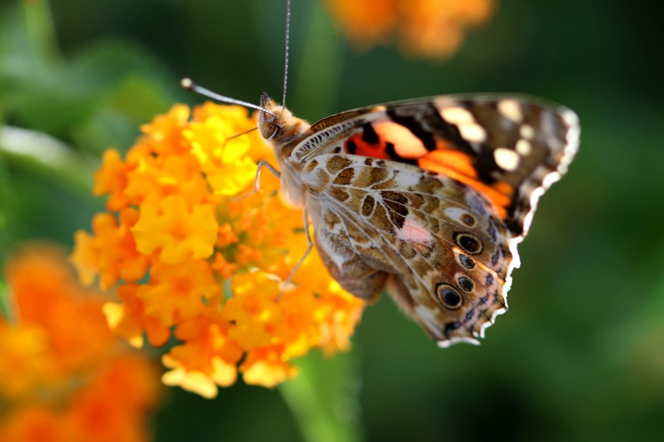 Butterfly Insect Moths And Butterflies Brush Footed Butterfly