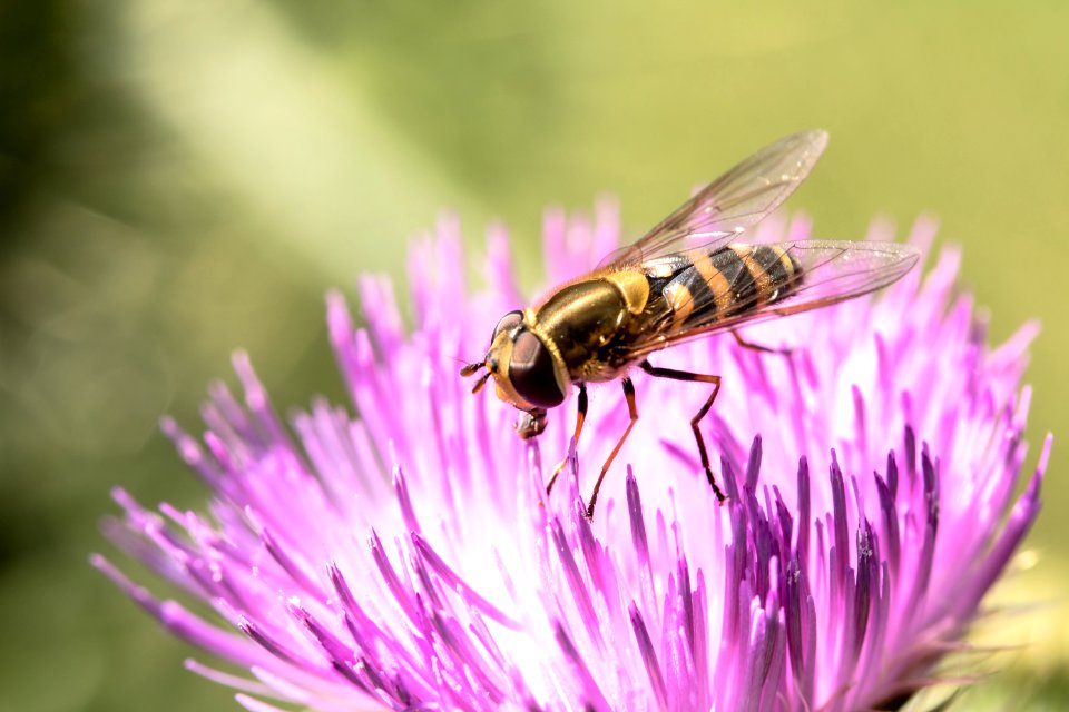 Honey Bee Insect Bee Macro Photography photo