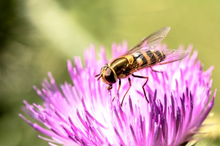 Honey Bee Insect Bee Macro Photography