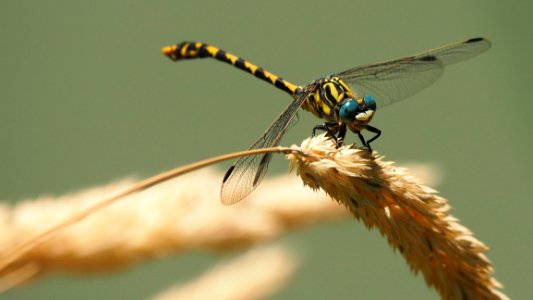 Insect Dragonfly Dragonflies And Damseflies Invertebrate