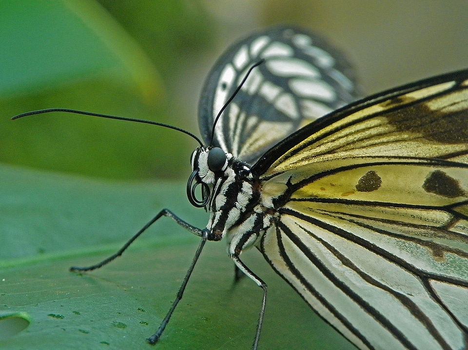 Biology nature tropical