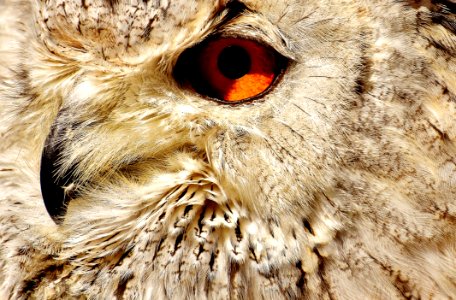 Owl Beak Fauna Bird Of Prey