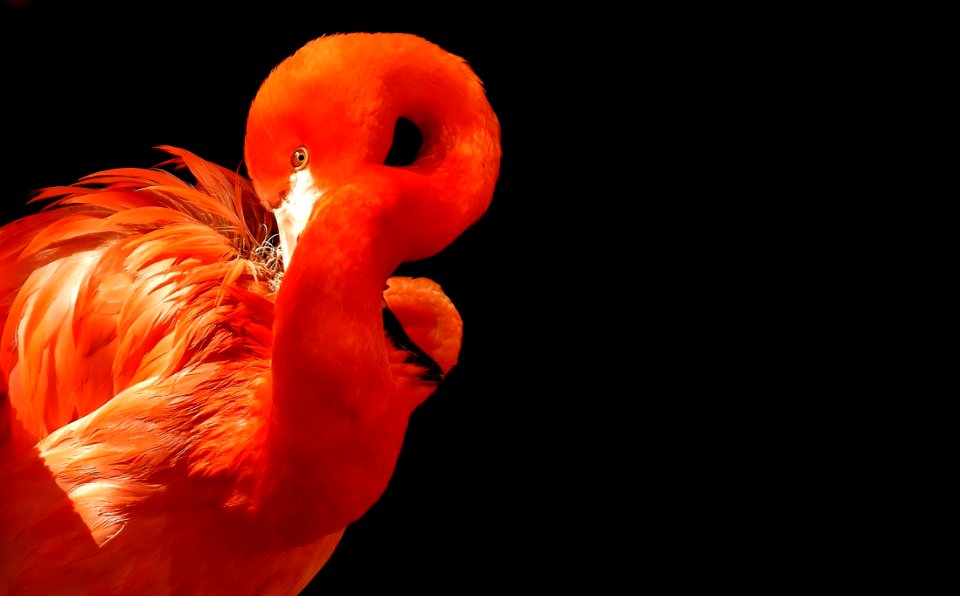Flamingo Bird Water Bird Beak