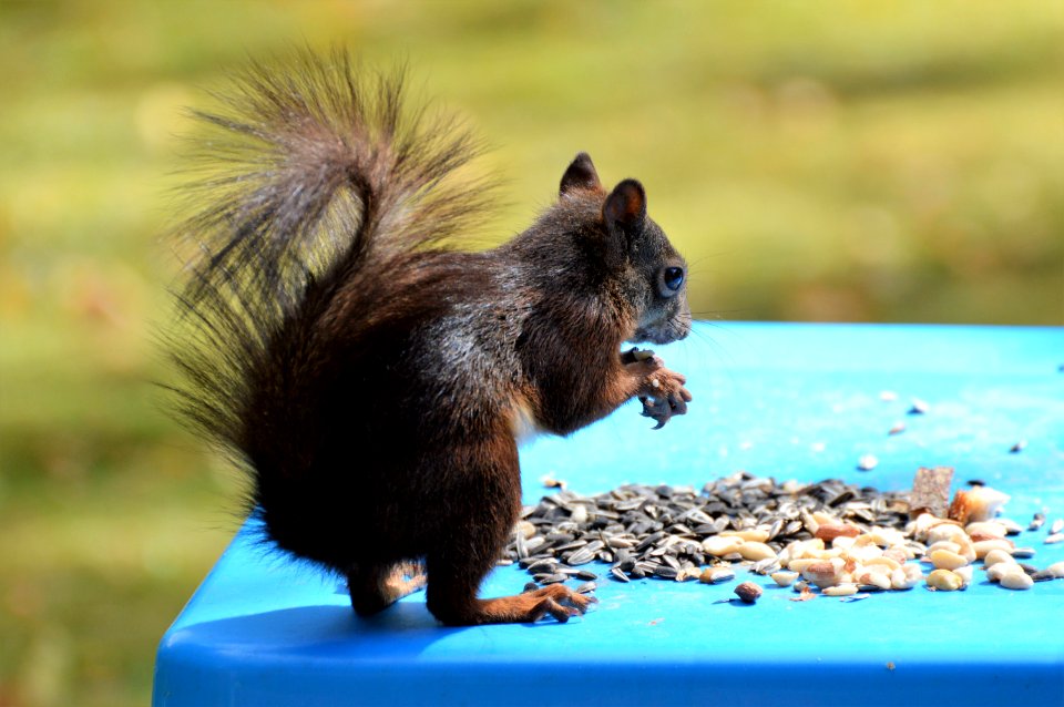 Fauna Mammal Squirrel Rodent