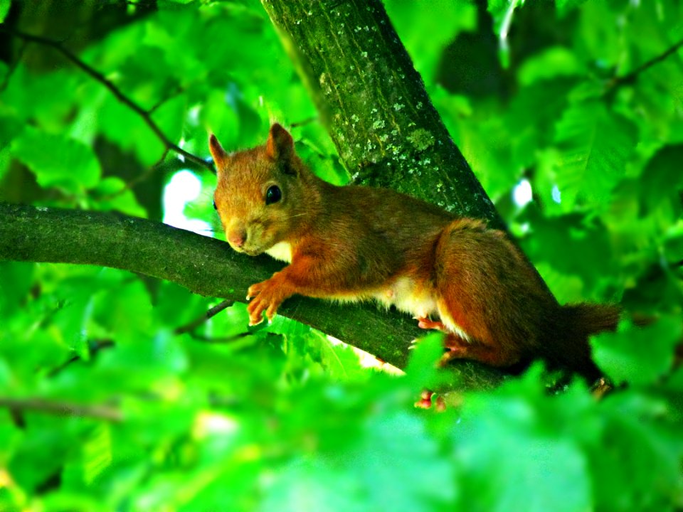 Squirrel Fauna Mammal Wildlife photo