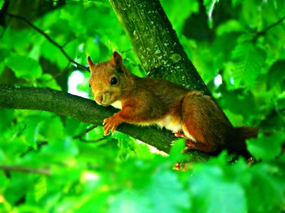 Squirrel Fauna Mammal Wildlife