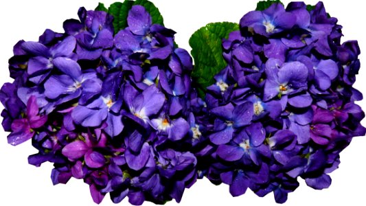 Blue Violet Flower Purple