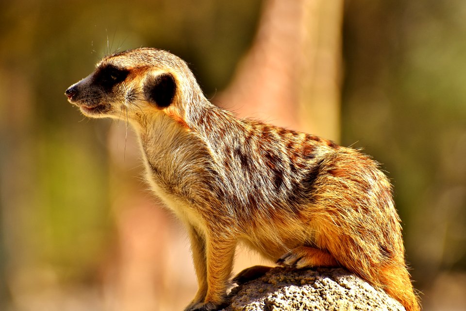 Meerkat Mammal Fauna Terrestrial Animal
