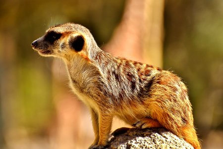 Meerkat Mammal Fauna Terrestrial Animal