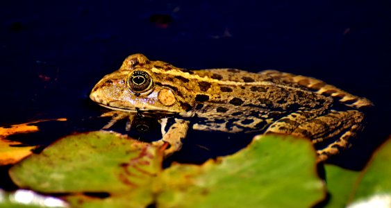 Toad Ranidae Amphibian Frog photo