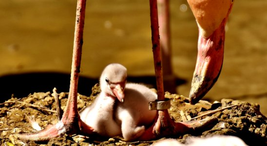 Flamingos Chicks Cute Birds