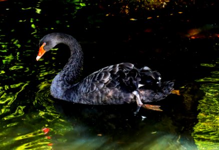 Black Swan Water Bird Ducks Geese And Swans Fauna