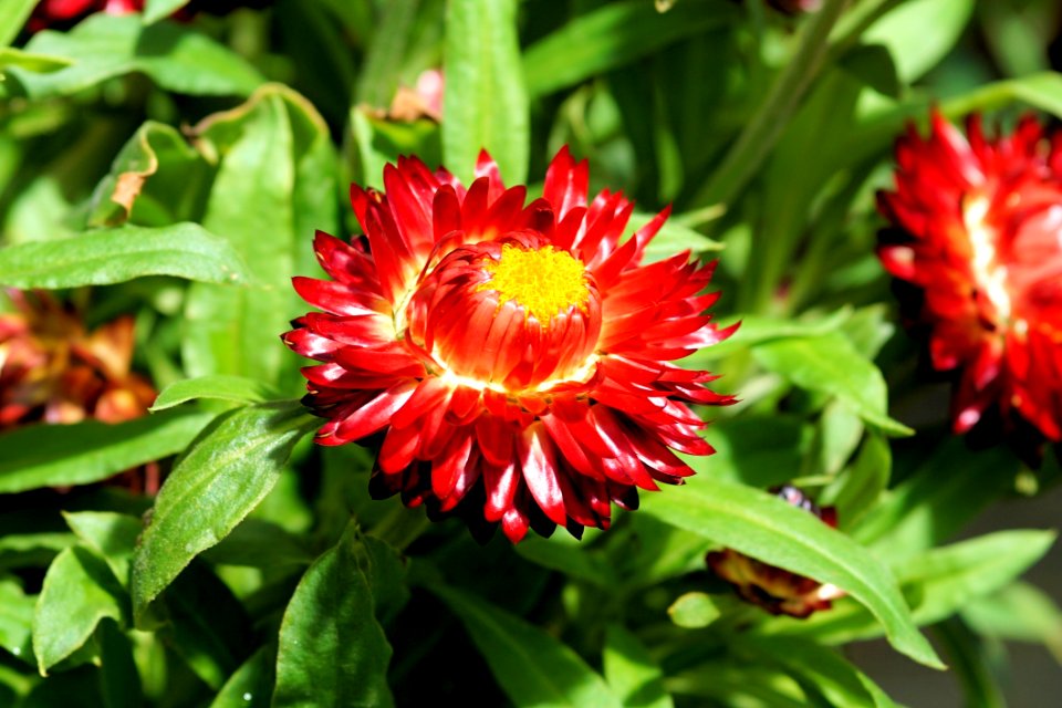 Flower Blanket Flowers Plant Flora