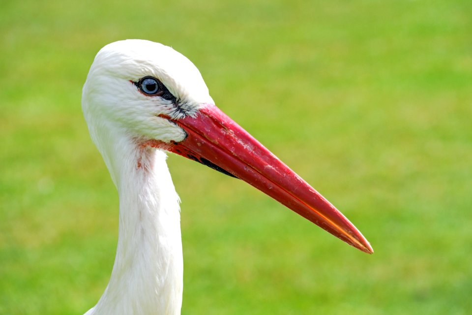 Bird Beak White Stork Stork