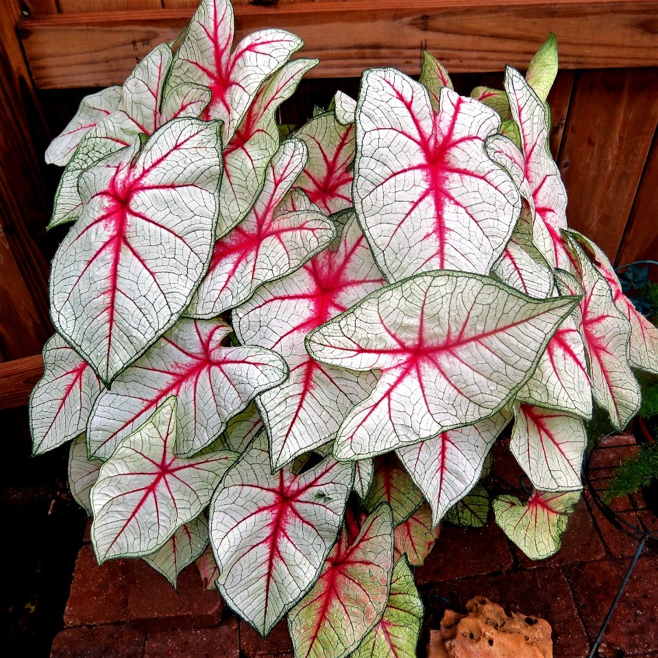 Plant Leaf Flora Flower