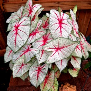 Plant Leaf Flora Flower