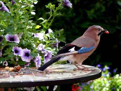 Bird Fauna Jay Beak photo