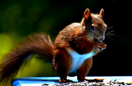 Squirrel Fauna Mammal Rodent