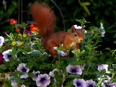 Fauna Mammal Squirrel Flower