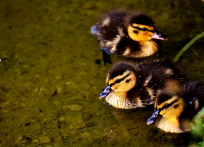 Duck Bird Ducks Geese And Swans Water Bird photo