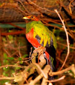 Bird Fauna Beak Parrot photo