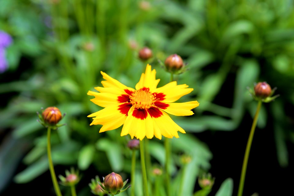 Flower Flora Yellow Wildflower