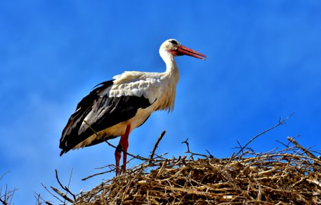 Bird White Stork Stork Ciconiiformes photo