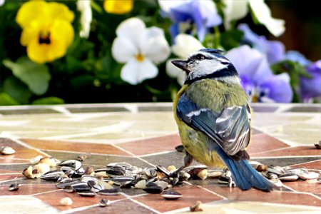 Bird Fauna Beak Organism photo