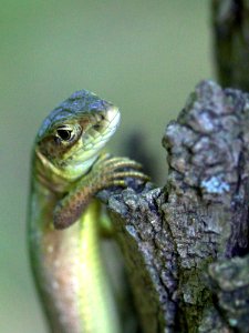 Reptile Lacertidae Lizard Lacerta