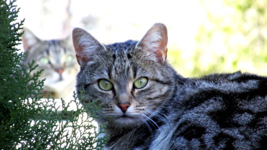 Cat Mammal Fauna Whiskers photo