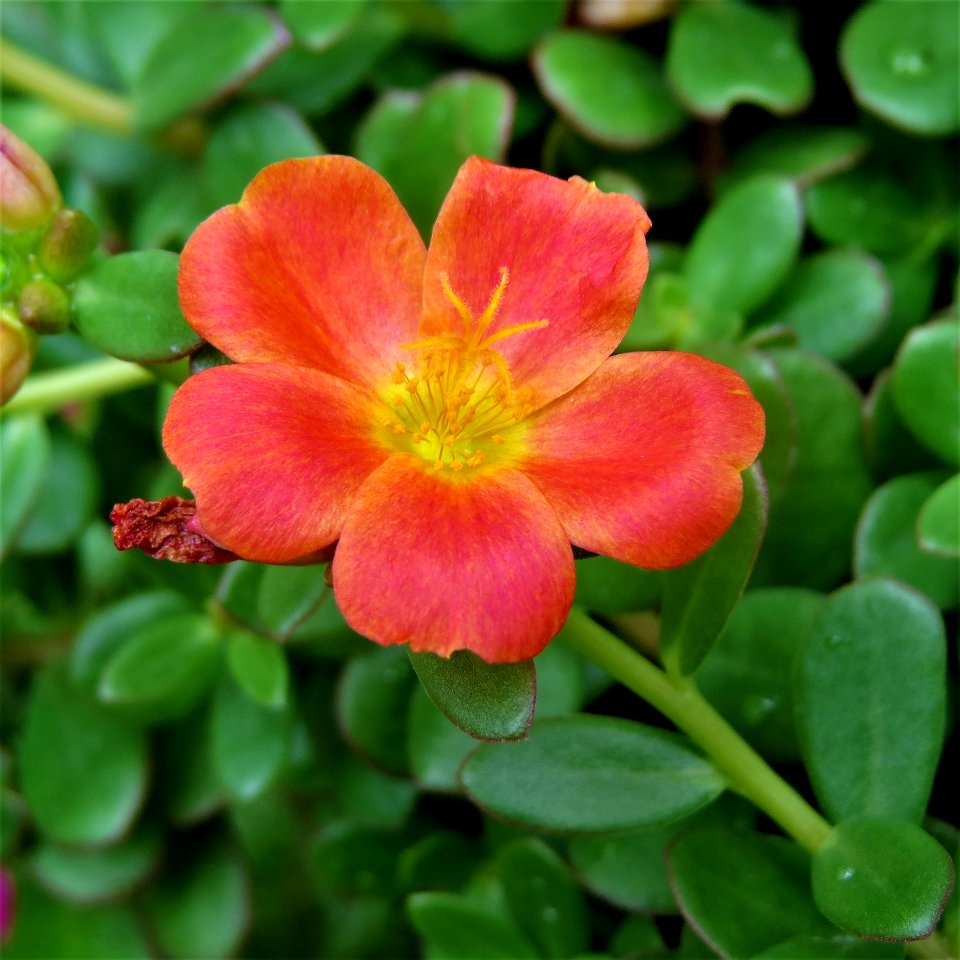 Flower Plant Flora Flowering Plant