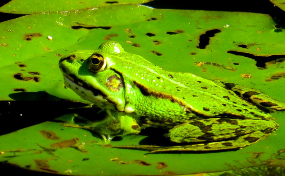 Ranidae Amphibian Frog Ecosystem
