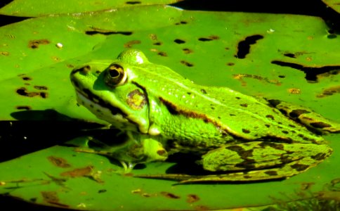 Ranidae Amphibian Frog Ecosystem photo