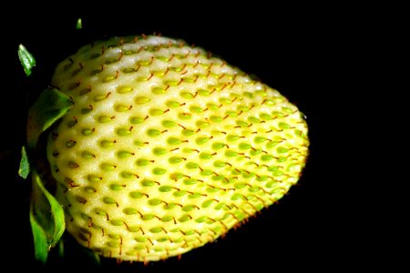 Close Up Macro Photography Organism Fruit