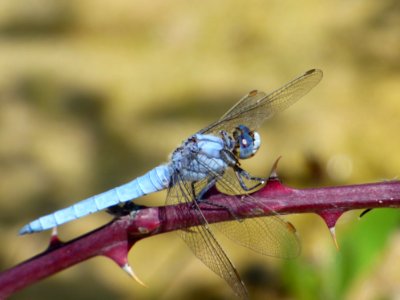Dragonfly Insect Dragonflies And Damseflies Invertebrate