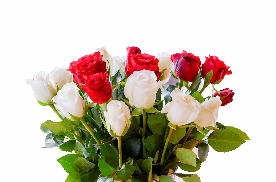 Rose red flower
