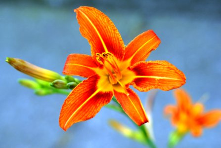 Flower Lily Orange Flora photo
