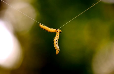Insect Caterpillar Larva Invertebrate