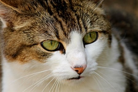 Cat Whiskers Fauna Mammal