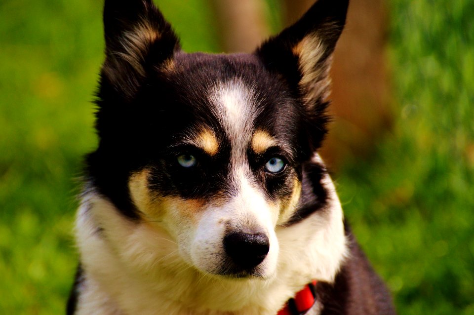 Dog Dog Breed Dog Like Mammal Dog Breed Group