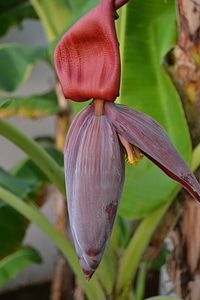 Banana plant natural