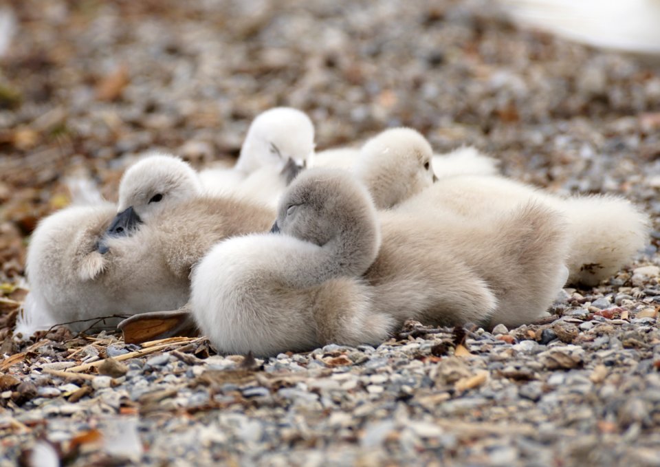 Bird Fauna Water Bird Ducks Geese And Swans