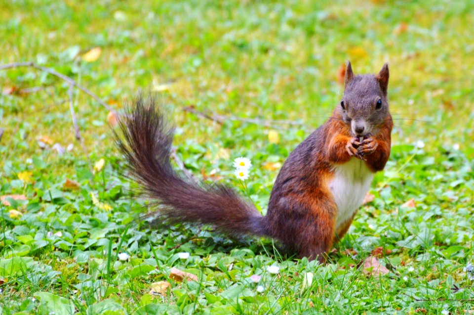 Squirrel Fauna Mammal Wildlife