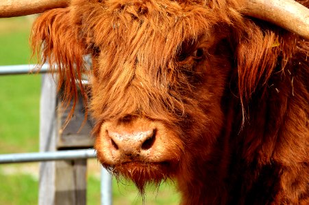 Cattle Like Mammal Horn Fauna Wildlife photo