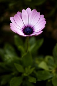 Flower Flora Garden Cosmos Purple