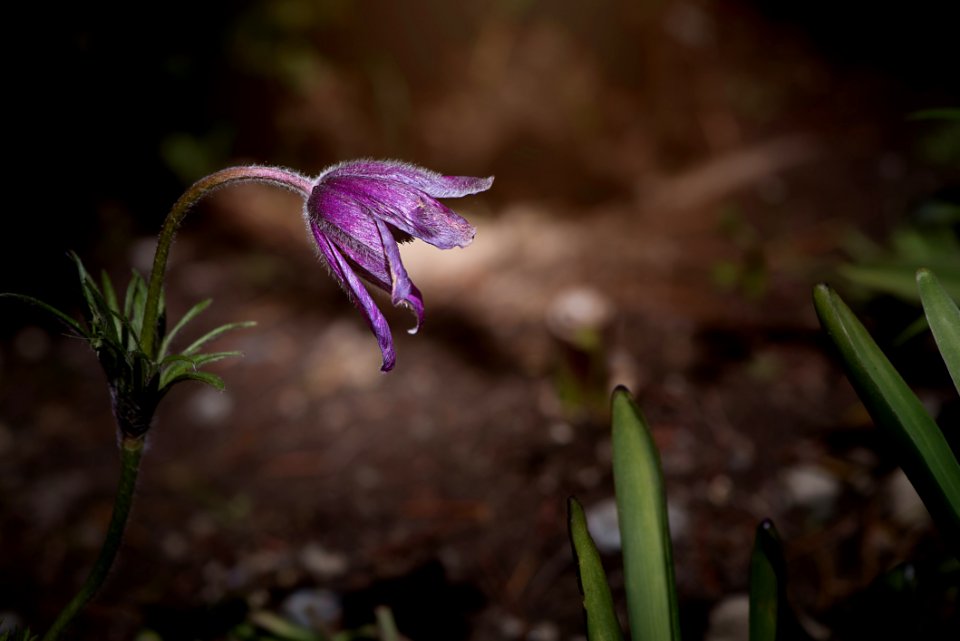 Plant Flower Flora Spring