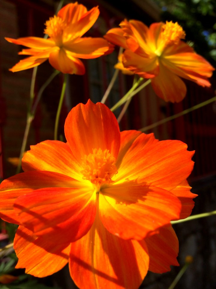 Flower Yellow Orange Flowering Plant